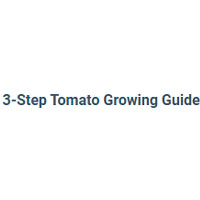3-Step Tomato Growing Guide