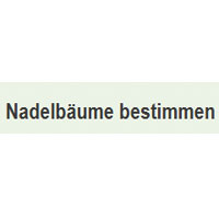 Nadelbaume bestimmen